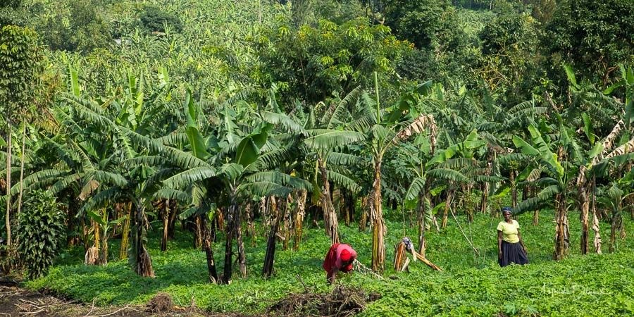 Banana plantation with workers