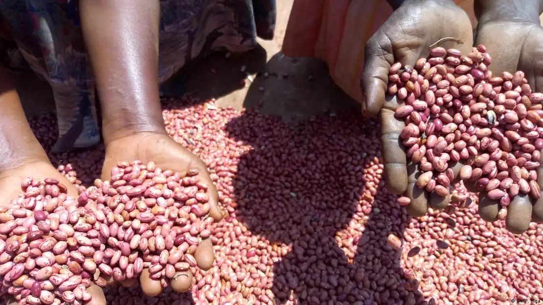 Hands sifting harvested beans