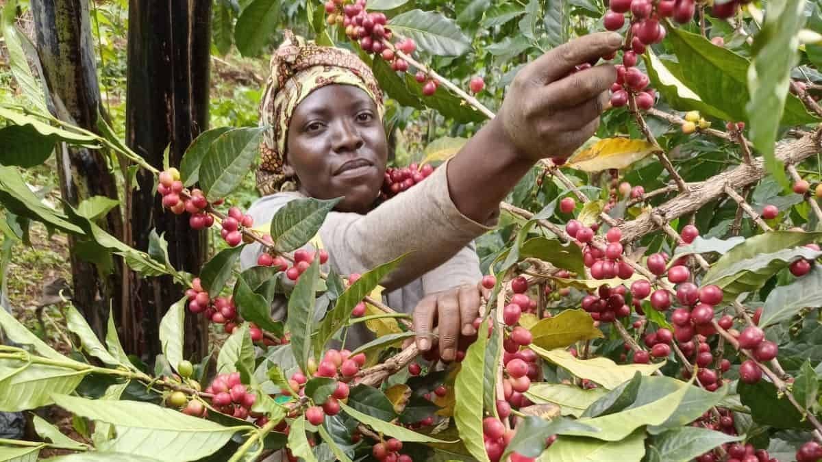 Hands picking ripe coffee cherries