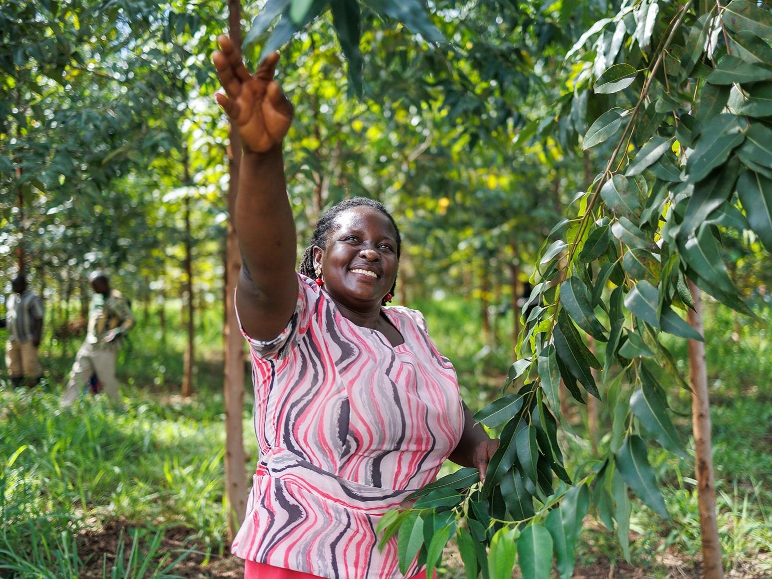 The Golden Forests of Uganda