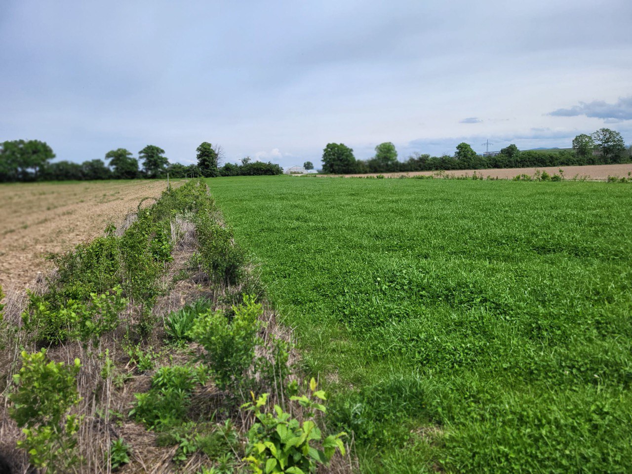 Die Hecke ein Jahr nach der Pflanzung: Durch das feuchte Frühjahr sind die Jungpflanzen gut angewachsen. Es wird viele Jahre dauern, bis sie ihre volle Größe erreicht haben.