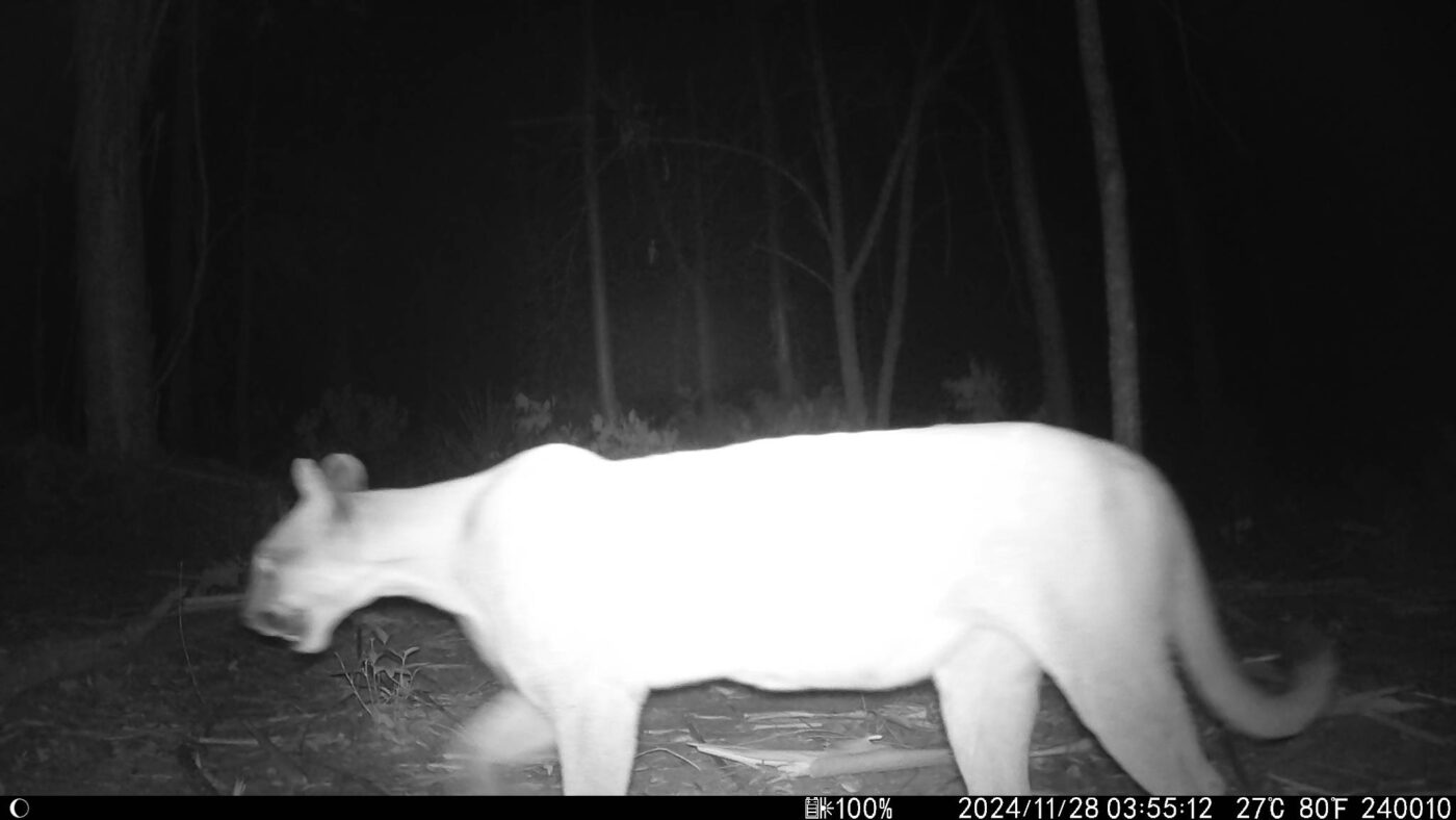 Ein Puma bei Nacht auf Forestal Río Aquidabán (Puma concolor), den wir bisher zwar in unserem Projektgebiet vermutet haben, nun jedoch erstmals dokumentieren konnten.