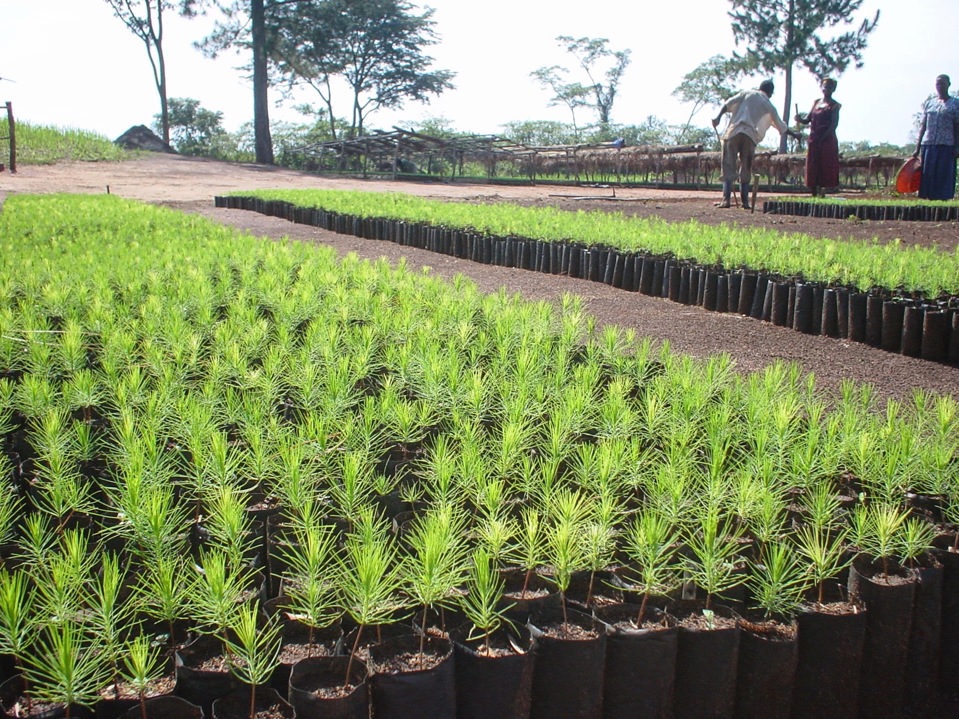 Young pine saplings at the Kikonda tree nursery in Uganda